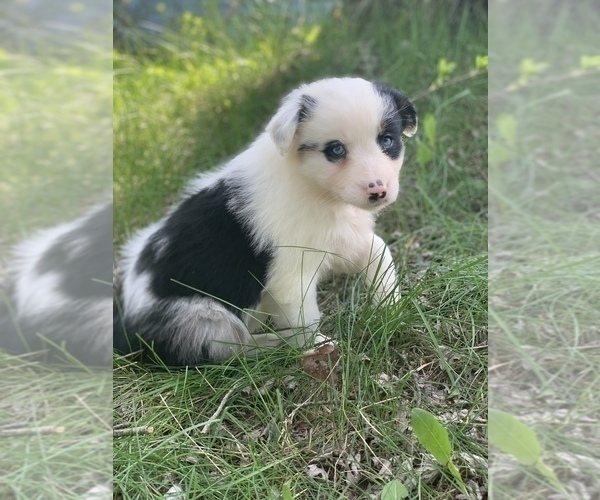 Medium Photo #7 Australian Shepherd Puppy For Sale in ROYALSTON, MA, USA