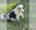 Small Photo #7 Australian Shepherd Puppy For Sale in ROYALSTON, MA, USA