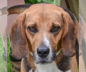 Beagle Dogs for adoption in Huntley, IL, USA