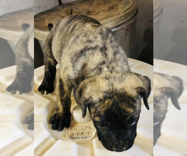 Medium Photo #8 Presa Canario Puppy For Sale in MESA, AZ, USA