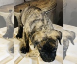 Small Photo #8 Presa Canario Puppy For Sale in MESA, AZ, USA