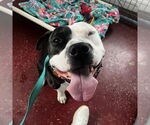 Small #5 American Pit Bull Terrier Mix