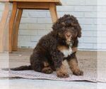 Small #2 Bernedoodle (Miniature)