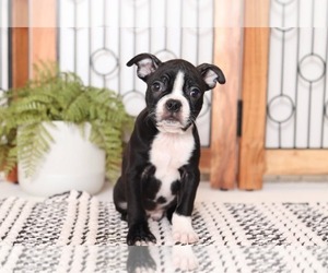 Boston Terrier Puppy for sale in NAPLES, FL, USA