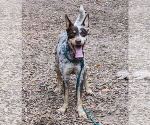 Ice Cream - Male Mutt Dog for Adoption - Photo #3