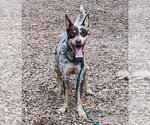 Small Photo #3 Mutt Puppy For Sale in Paso Robles, CA, USA