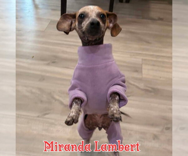 Medium Photo #29 Dachshund Puppy For Sale in San Antonio, TX, USA