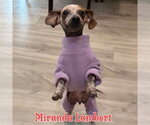 Small #28 Dachshund