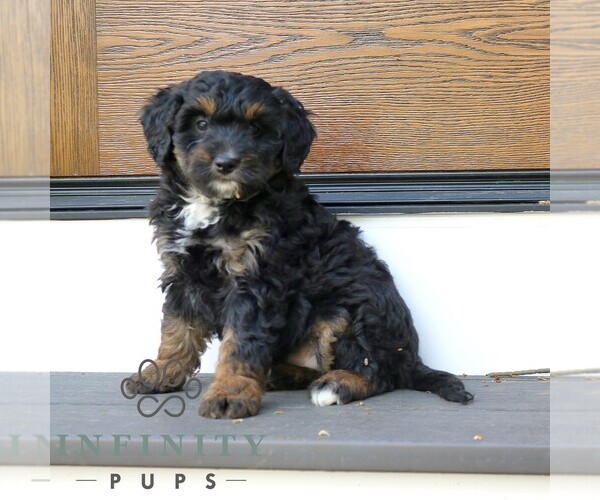 Medium Photo #1 Bernedoodle (Miniature) Puppy For Sale in NARVON, PA, USA