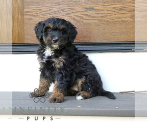 Bernedoodle (Miniature) Puppy for sale in NARVON, PA, USA