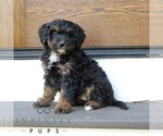 Small Bernedoodle (Miniature)