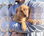 Small #3 Labrador Retriever Mix