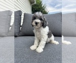 Small #2 Cavapoo