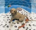 Small #5 Goldendoodle