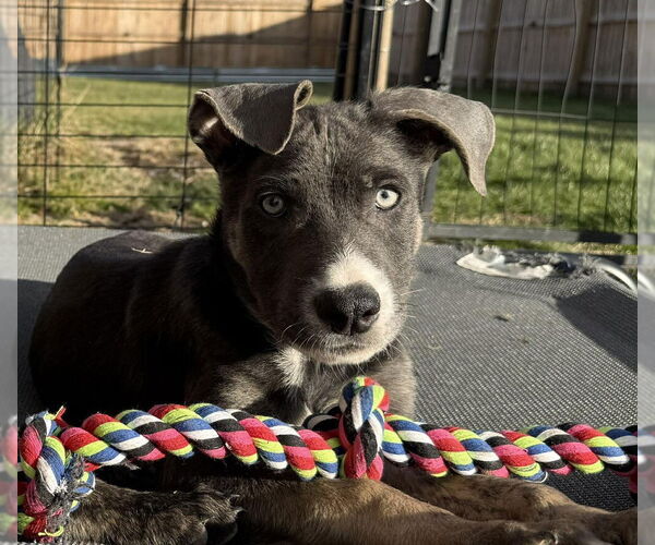 Medium Photo #1 Holland Shepherd-Unknown Mix Puppy For Sale in Imlay City, MI, USA