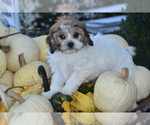 Small #2 Cavachon