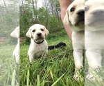 Small Photo #5 Labrador Retriever Puppy For Sale in GLEN MARY, TN, USA