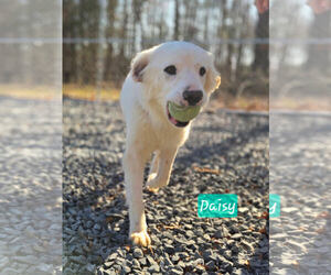 Retriever -Unknown Mix Dogs for adoption in Albemarle, NC, USA