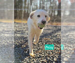 Small Retriever  Mix