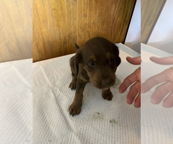 Medium Photo #1 Labradoodle Puppy For Sale in DEEPWATER, MO, USA