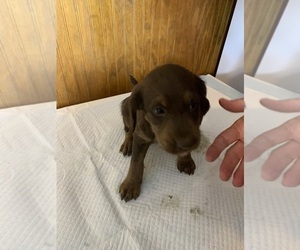 Labradoodle Puppy for sale in DEEPWATER, MO, USA