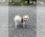 Small #4 Pomeranian