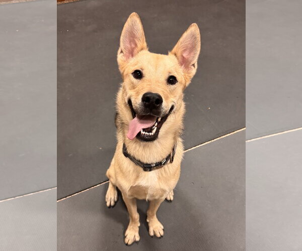 Medium Photo #2 Mutt Puppy For Sale in Chandler, AZ, USA