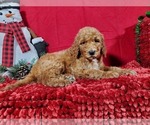 Small Photo #5 Poodle (Standard) Puppy For Sale in COLORADO SPRINGS, CO, USA