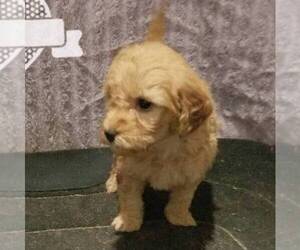 Goldendoodle-Poodle (Miniature) Mix Puppy for sale in ARTHUR, IL, USA