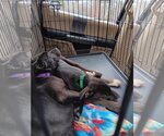 Small Photo #7 Labrador Retriever-Unknown Mix Puppy For Sale in Bellmawr, NJ, USA