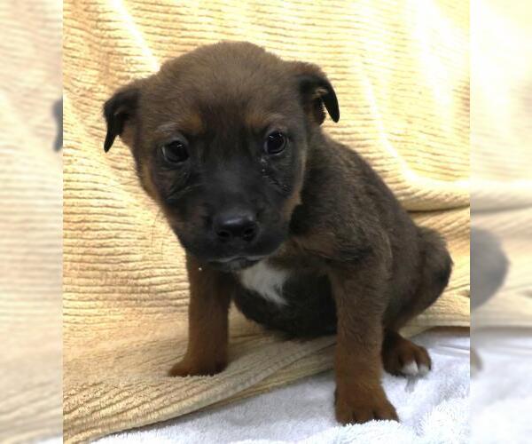 Medium Photo #1 Mutt Puppy For Sale in Thief River Falls, MN, USA