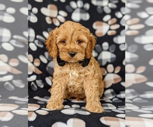Cockapoo-Poodle (Miniature) Mix Puppy for sale in NOTTINGHAM, PA, USA