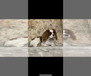 Mother of the Cavalier King Charles Spaniel puppies born on 06/27/2025