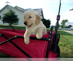 Small Photo #14 Golden Retriever Puppy For Sale in SUGARCREEK, OH, USA