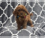 Small Photo #13 Cavapoo Puppy For Sale in LAKELAND, FL, USA
