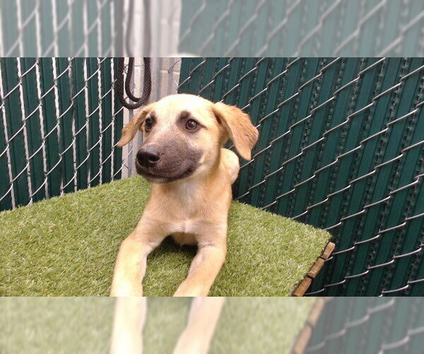 Medium Photo #1 Mutt Puppy For Sale in Downey, CA, USA