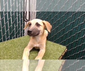 Mutt Dogs for adoption in Downey, CA, USA