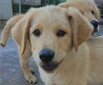 Small German Shepherd Dog-Golden Retriever Mix
