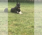 Small #14 Schnauzer (Giant)