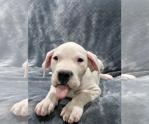 Medium Photo #29 Dogo Argentino Puppy For Sale in SAN ANTONIO, TX, USA