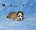 Small Photo #14 Pomsky Puppy For Sale in RAMONA, CA, USA