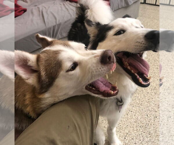 Medium Photo #3 Siberian Husky Puppy For Sale in Severn, MD, USA