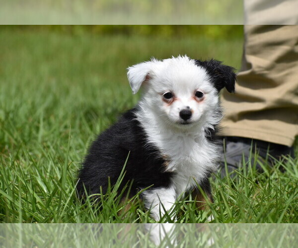Medium Photo #8 Miniature Australian Shepherd Puppy For Sale in PALM COAST, FL, USA