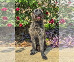 Small #2 Retriever  Mix