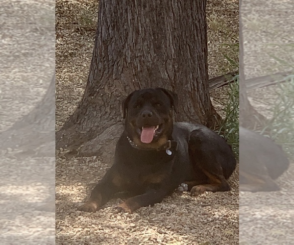 Medium Photo #5 Rottweiler Puppy For Sale in SURPRISE, AZ, USA