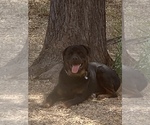 Small Photo #5 Rottweiler Puppy For Sale in SURPRISE, AZ, USA