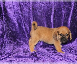 Puggle Puppy for sale in BLOOMINGTON, IN, USA