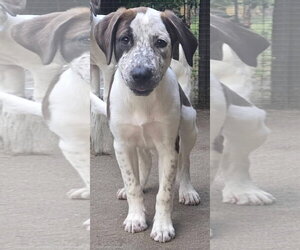 Catahoula Leopard Dog-Pointer Mix Dogs for adoption in Alexander, AR, USA