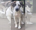 Small Catahoula Leopard Dog-Pointer Mix