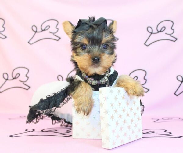 Medium Photo #53 Yorkshire Terrier Puppy For Sale in LAS VEGAS, NV, USA